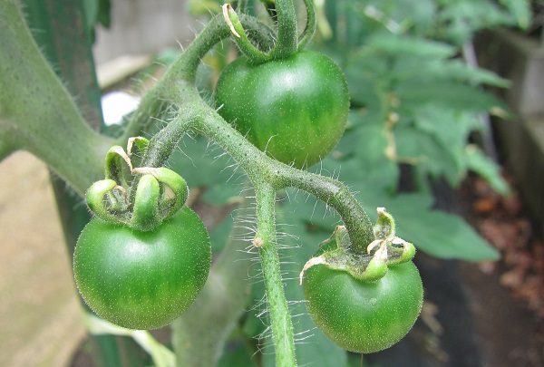 【サンライズ・ホーム瀬谷市民の森】～夏野菜がすくすく育っています！～