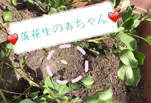 【ホッとライブ横山台】～落花生。その生涯～