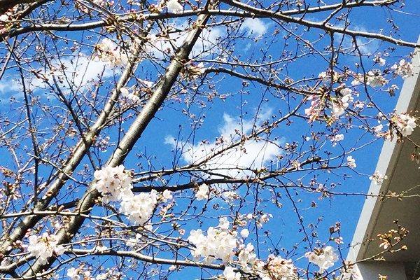 【フェリエ ドゥ三鷹】～桜にほっとして～