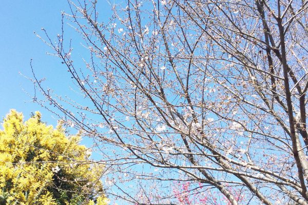 【フェリエ ドゥ三鷹】～玄関先でお花見はいかが～