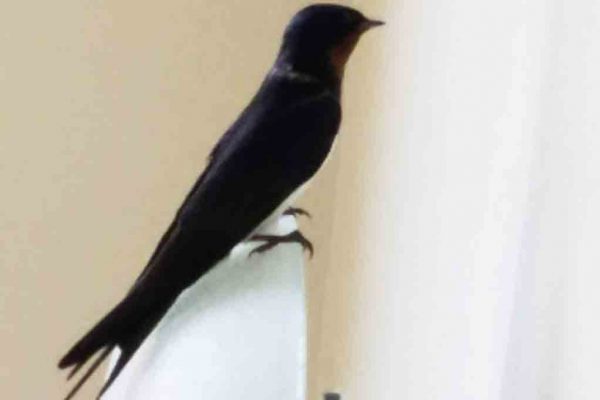 【サンライズホーム瀬谷市民の森】～幸せの鳥、舞い込む〜