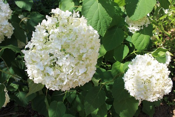 【フェリエ ドゥ稲田堤】～館内は季節のお花でいっぱい～