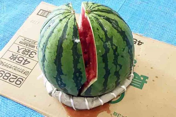 【サンライズ・ヴィラ藤沢湘南台】～シャキーン！剣豪参上～