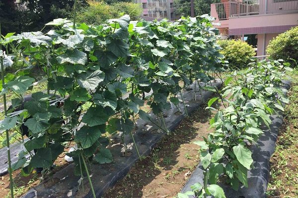 【サンライズ・ヴィラ綾瀬】～夏野菜、多彩～
