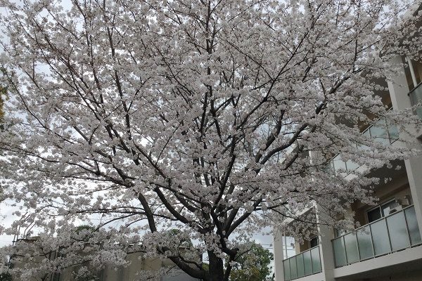 【フェリエ ドゥ三鷹】～三鷹の庭は春爛漫～