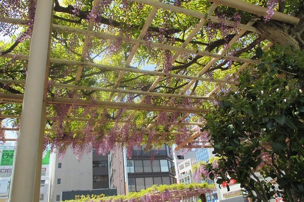 【サンライズ・ヴィラ春日部】～藤棚ドライブスルー～