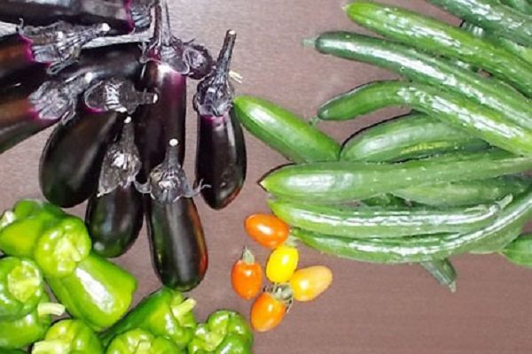 【サンライズ・ヴィラ綾瀬】～愛情たっぷり野菜、大収穫～