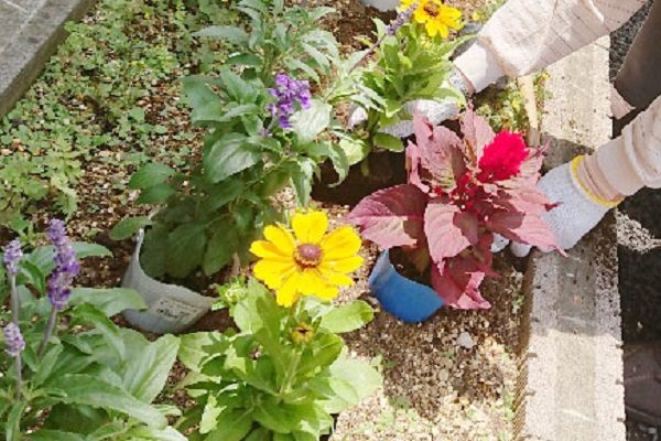 【サンライズ・ヴィラ北春日部】～だんだん、花壇が充実してるだ～