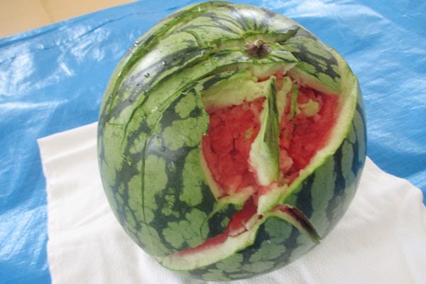【サンライズ・ヴィラ春日部】～育てたスイカでスイカ割り～