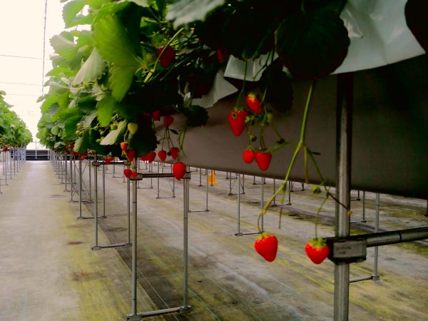 【サンライズ・ヴィラ綾瀬】～今年最後のいちご狩りへ🍓～